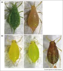 شته - aphid